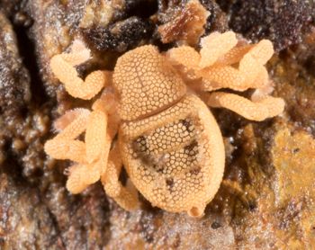 Media type: image; Invertebrate Zoology 143922